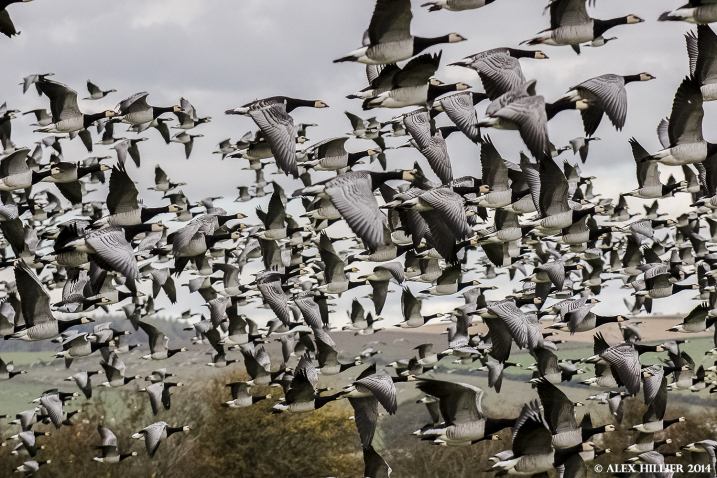 Barnacle geese in flight credit Alex Hillier.jpg